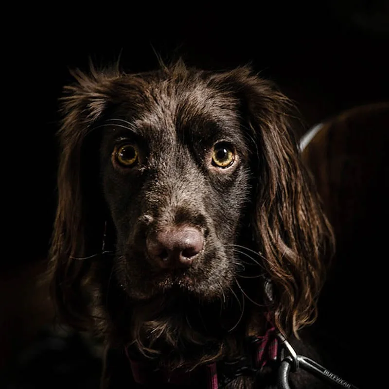 Juno