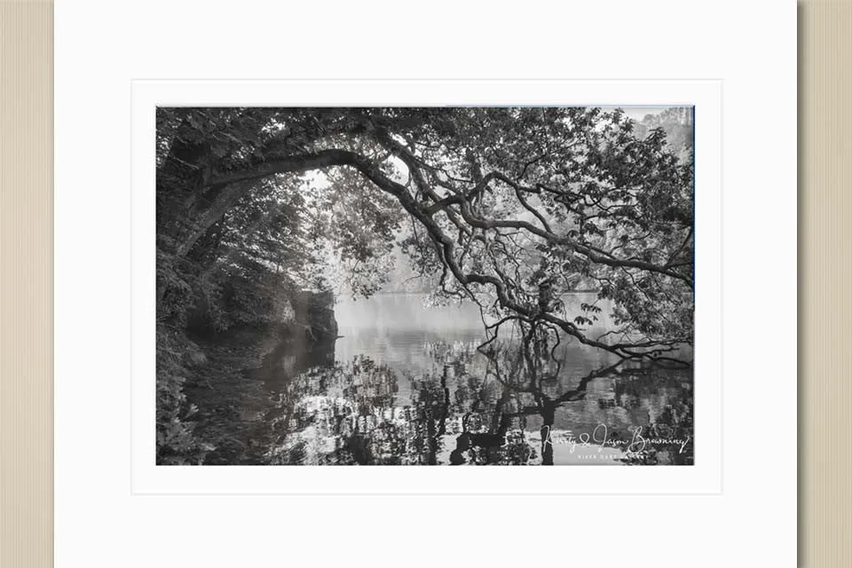 Dancing Trees