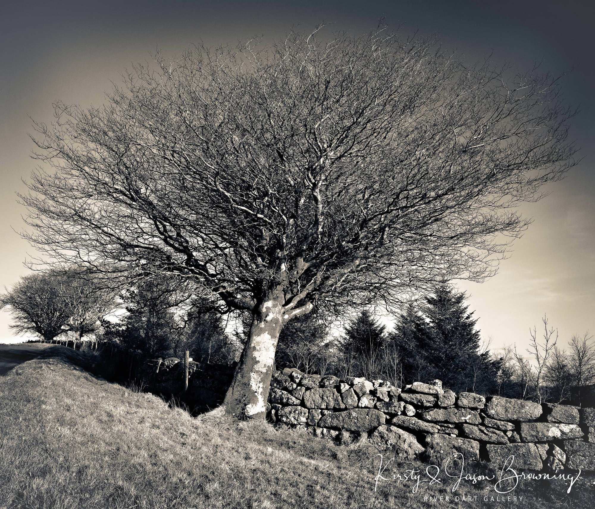 The Kissing Tree