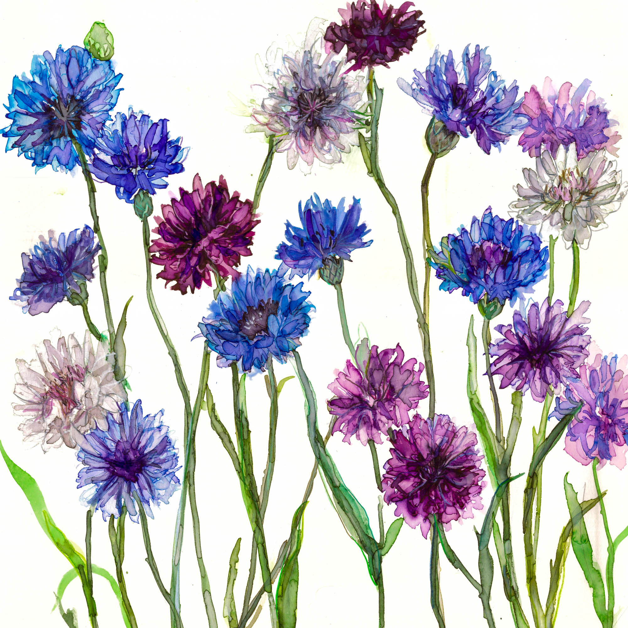 Jessica Trotman watercolour greeting card of blue, purple and pink cornflowers