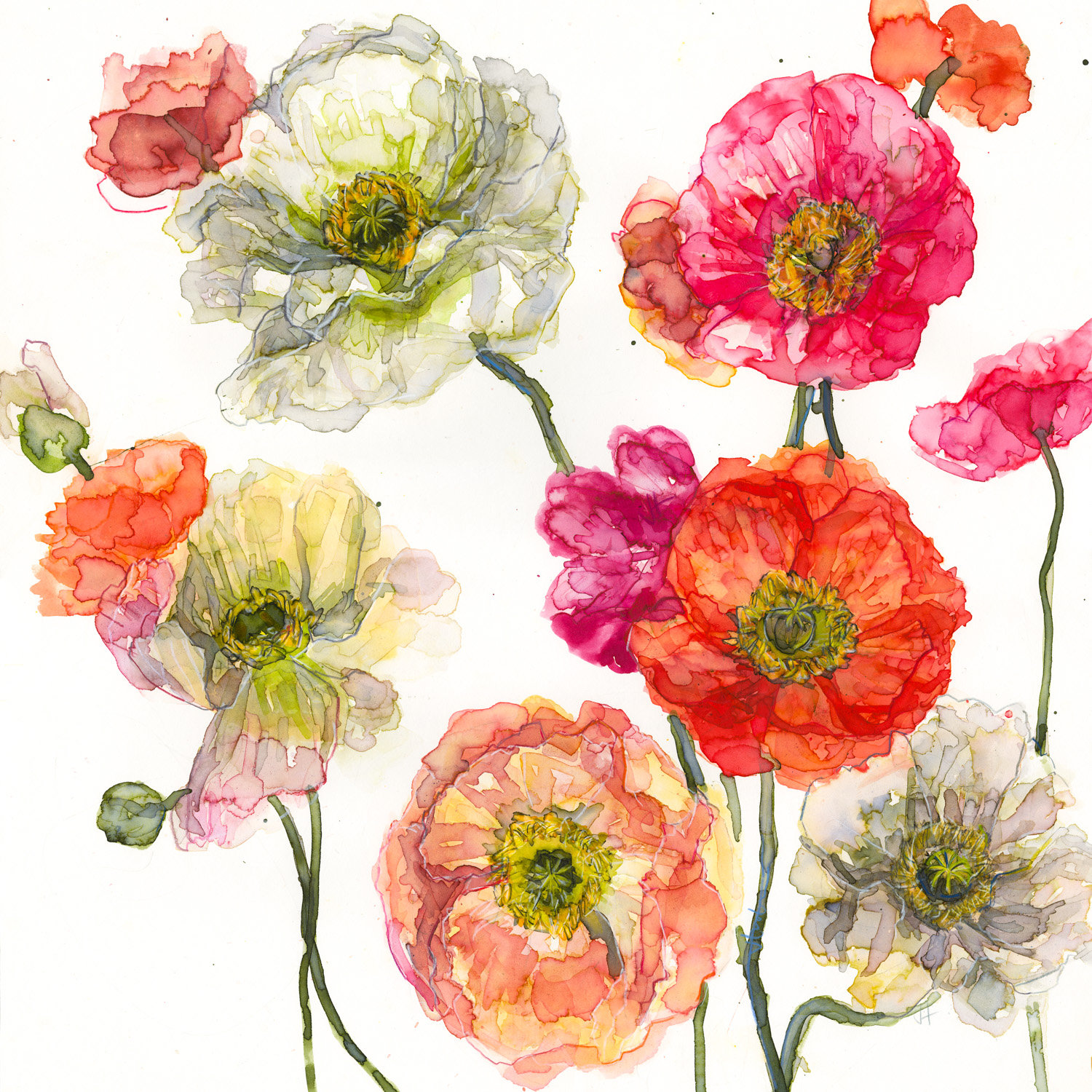 Jessica Trotman watercolour greeting card of Icelandic poppies in coral, pink, red, orange and cream
