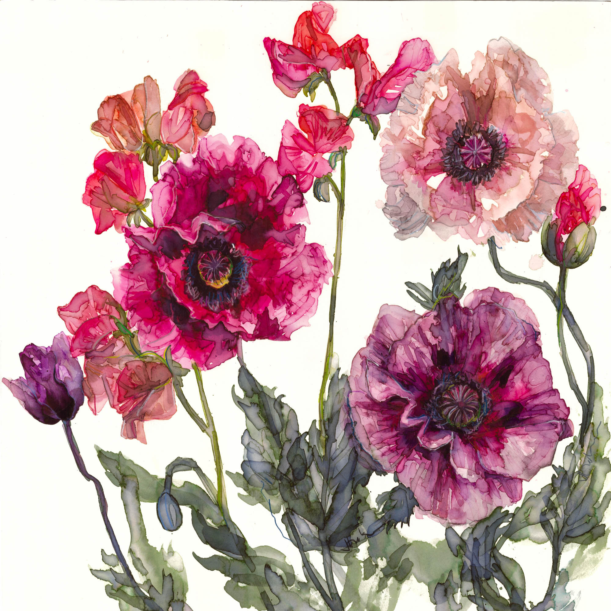 Jessica Trotman watercolour greeting card of pink and purple opium poppies with sweet peas