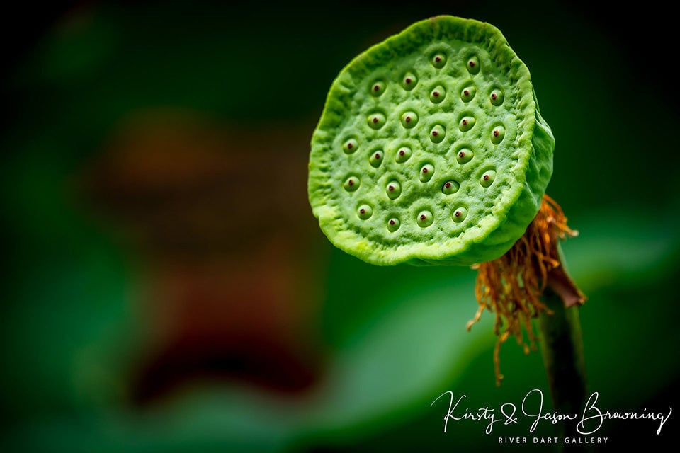 Lotus Bud