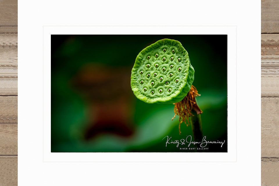 Lotus Bud