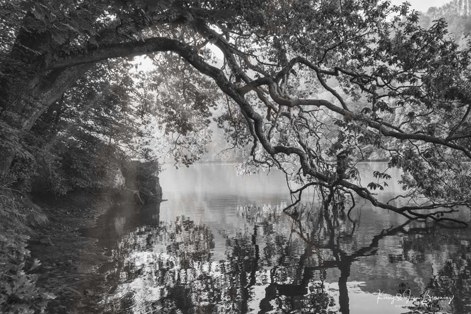 Dancing Trees