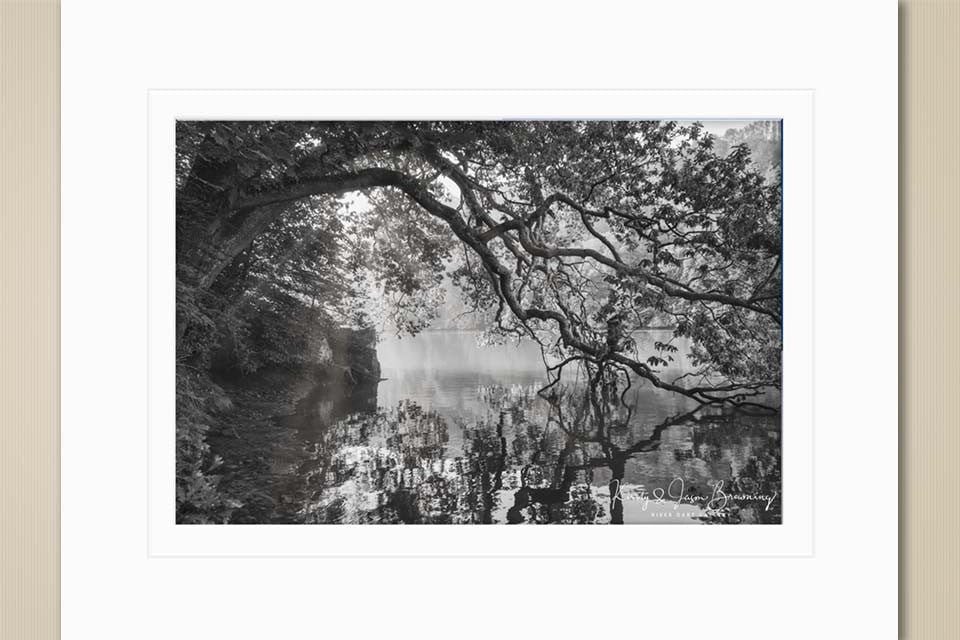 Dancing Trees