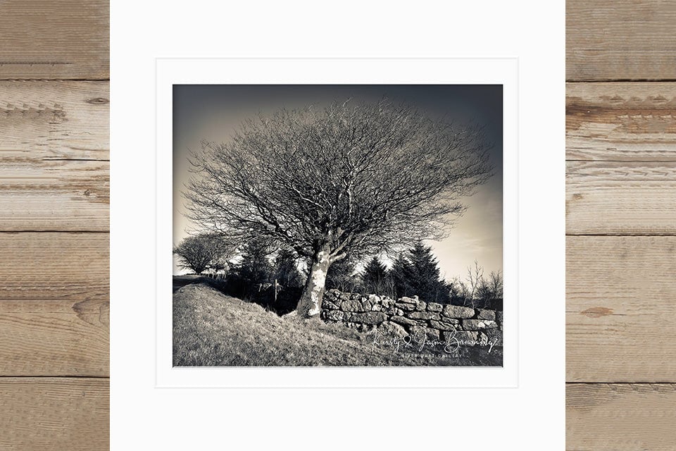 The Kissing Tree