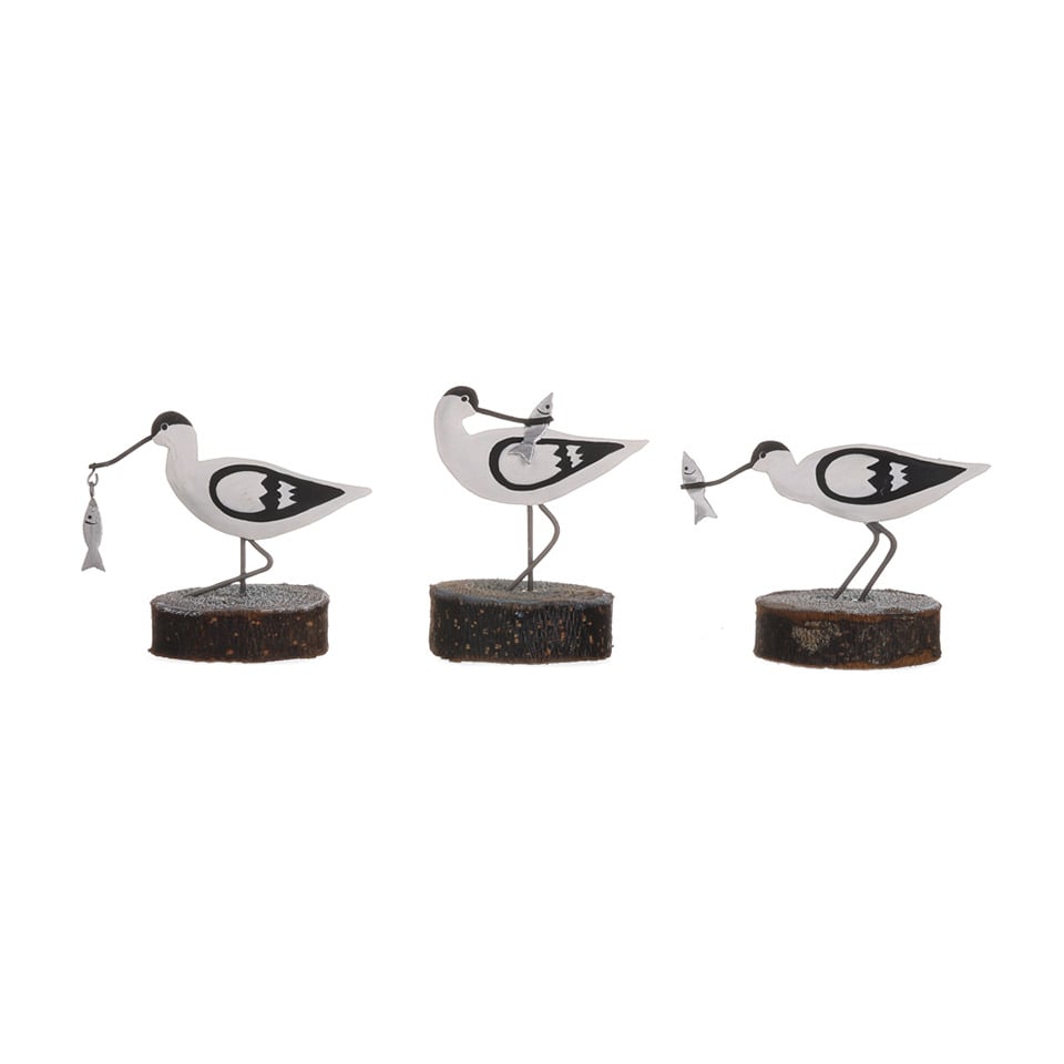 Avocet Birds